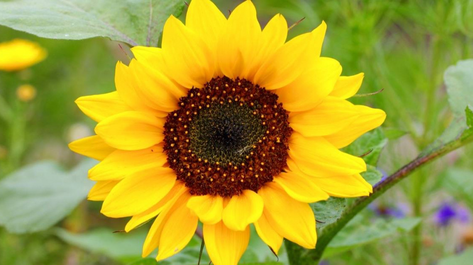 Slunečnice roční (Helianthus annuus)