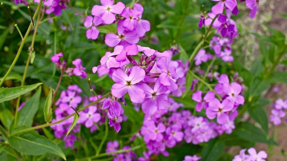 Večernice vonná (Hesperis matronalis)