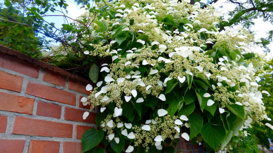 Hortenzie řapíkatá (Hydrangea petiolaris)