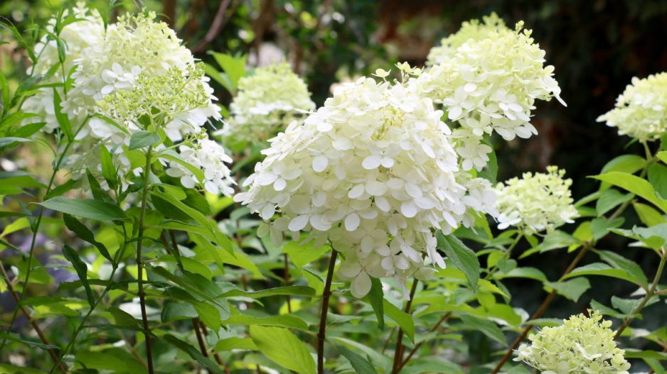 Hortenzie latnatá ‘Limelight‘ (Hydrangea paniculata)