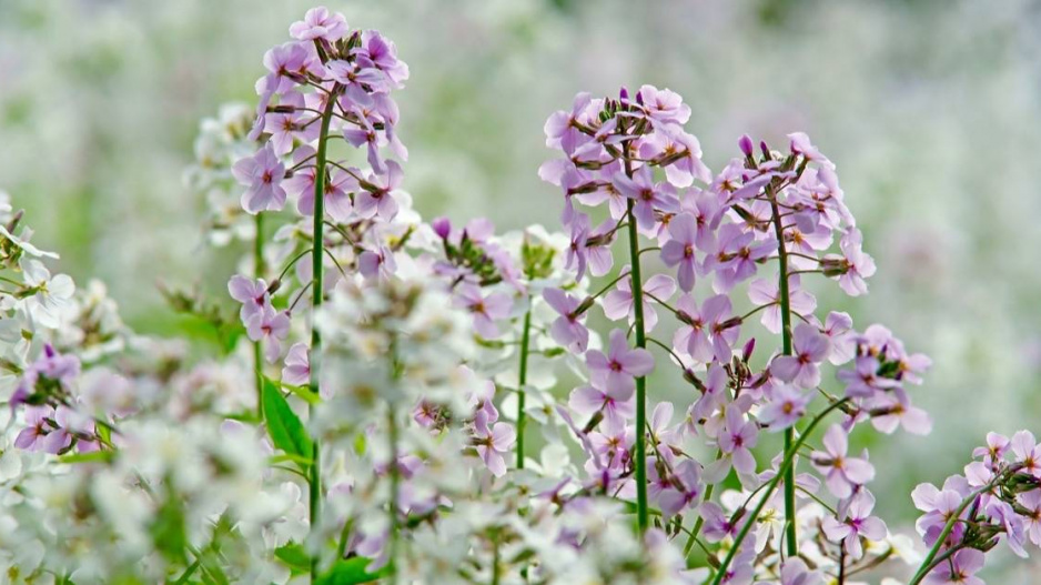 Večernice vonná (Hesperis matronalis)