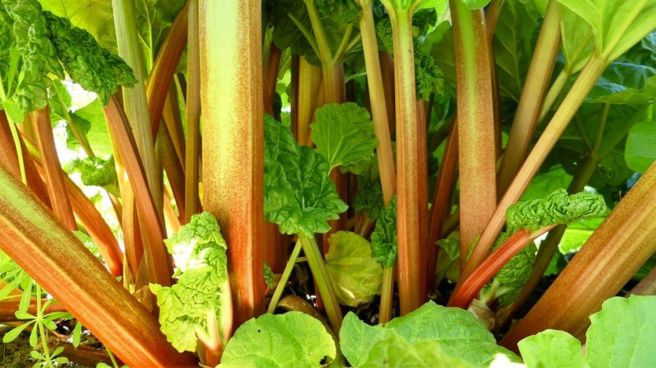 Řapíky rebarbory (Rheum rhabarbarum)