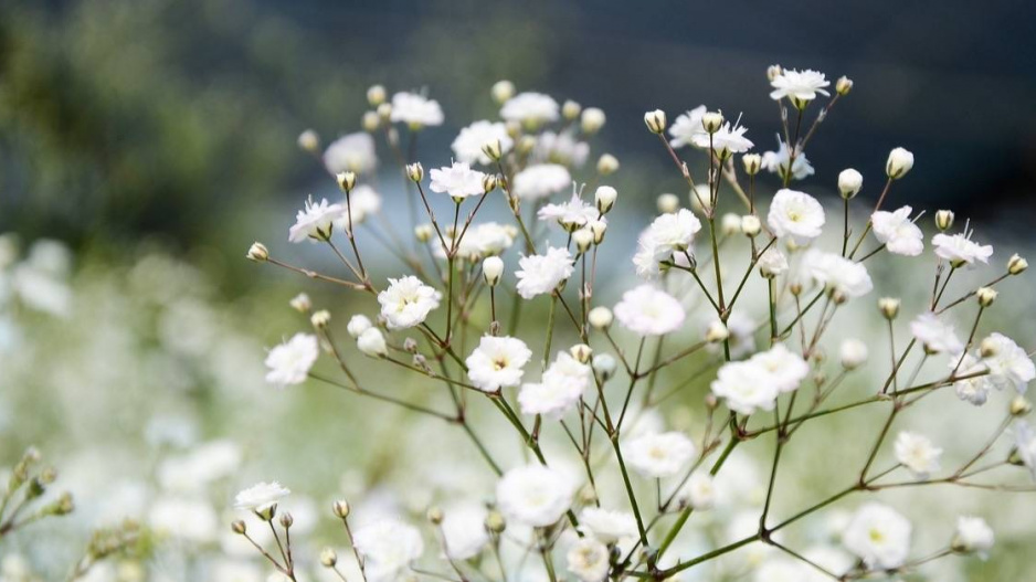 Šater latnatý (Gypsophila paniculata) 