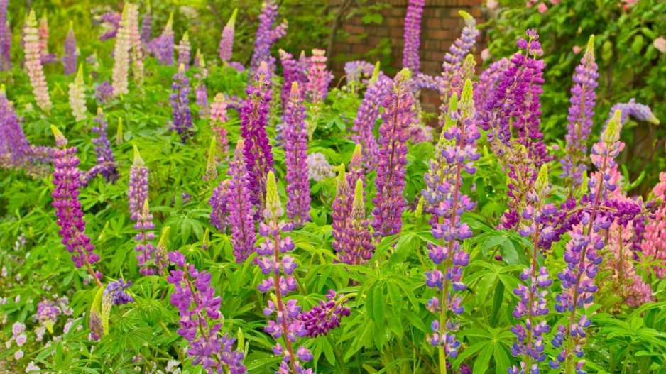 Lupina mnoholistá (Lupinus polyphyllus)