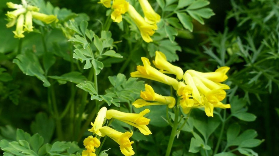 Dymnivka žlutá (Corydalis lutea)