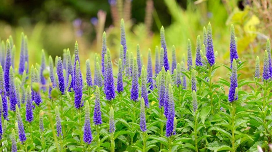 Rozrazil klasnatý (Veronica spicata)