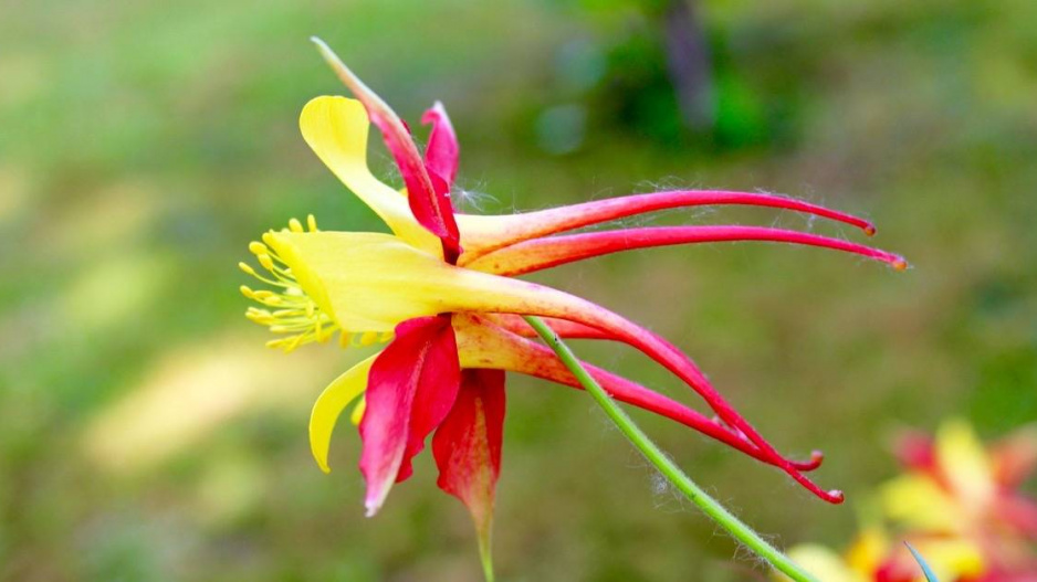 Orlíček Skinnerův (Aquilegia skinneri) ’Tequila Sunrise’