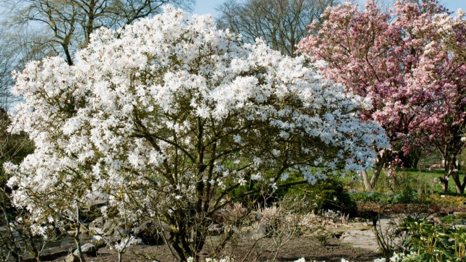 Šácholan hvězdovitý (Magnolia stellata)