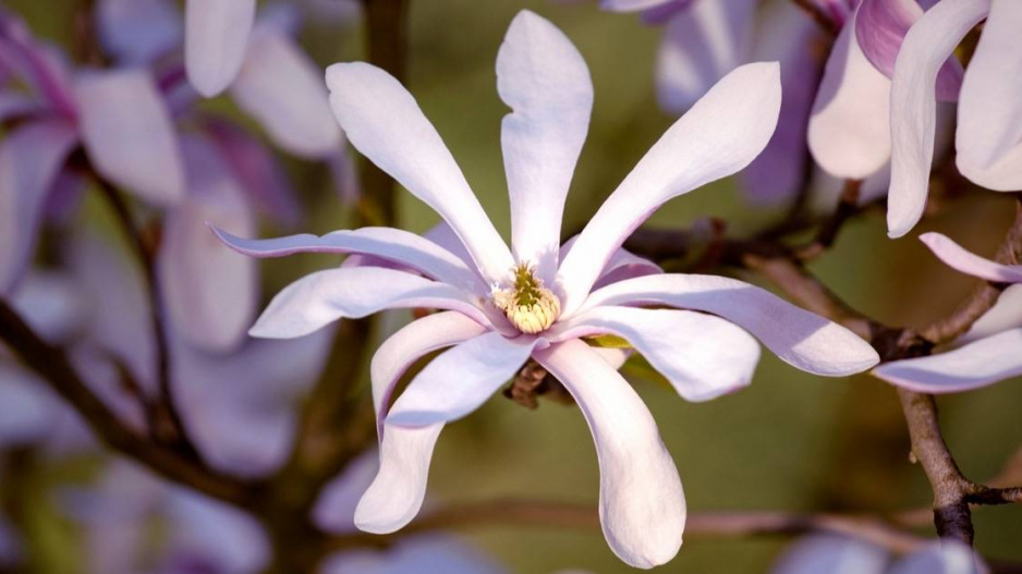 Šácholan hvězdovitý (Magnolia stellata)