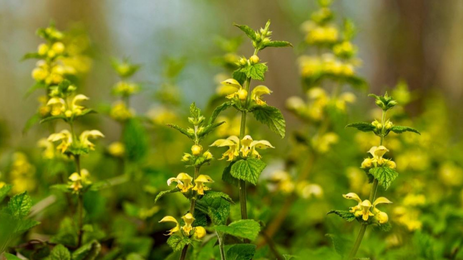 Pitulník žlutý (Lamium galeobdolon)