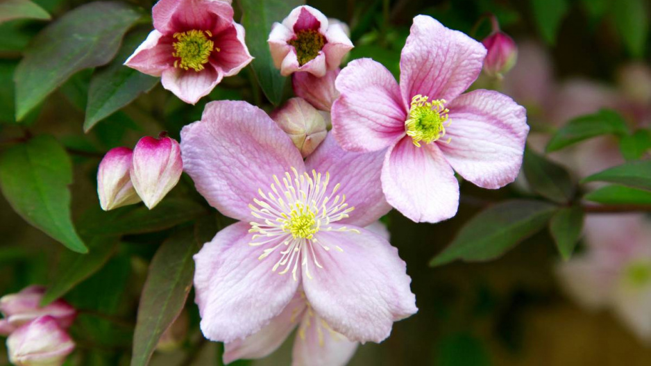 Plamének horský (Clematis montana)