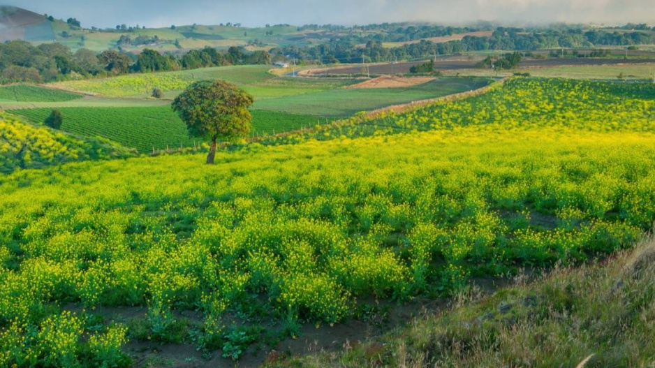 Řepovník svraskalý (Rapistrum rugosum)