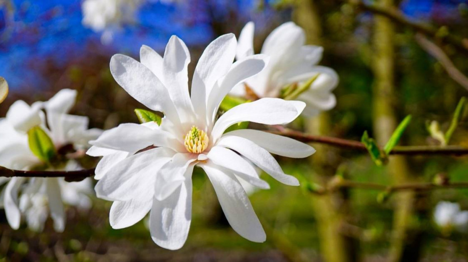 Šácholan hvězdovitý (Magnolia stellata)