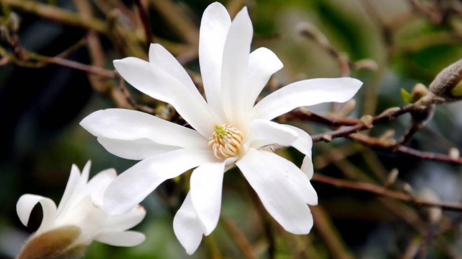 Šácholan hvězdovitý (Magnolia stellata)