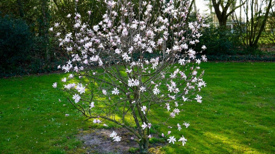 Šácholan hvězdovitý (Magnolia stellata)