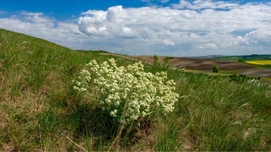 Katrán tatarský (Crambe tatarica)