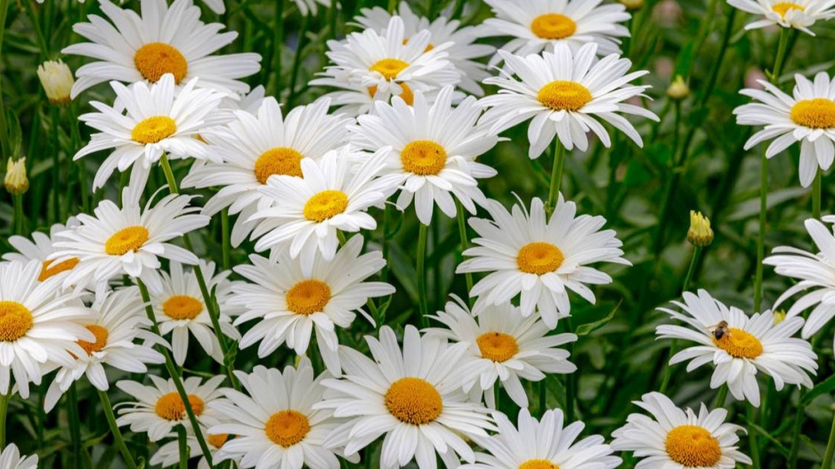 Kopretina bílá (Leucanthemum vulgare)