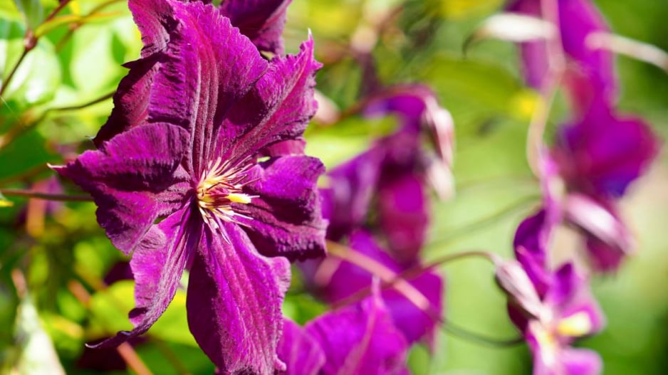 Plamének vlašský (Clematis viticella)