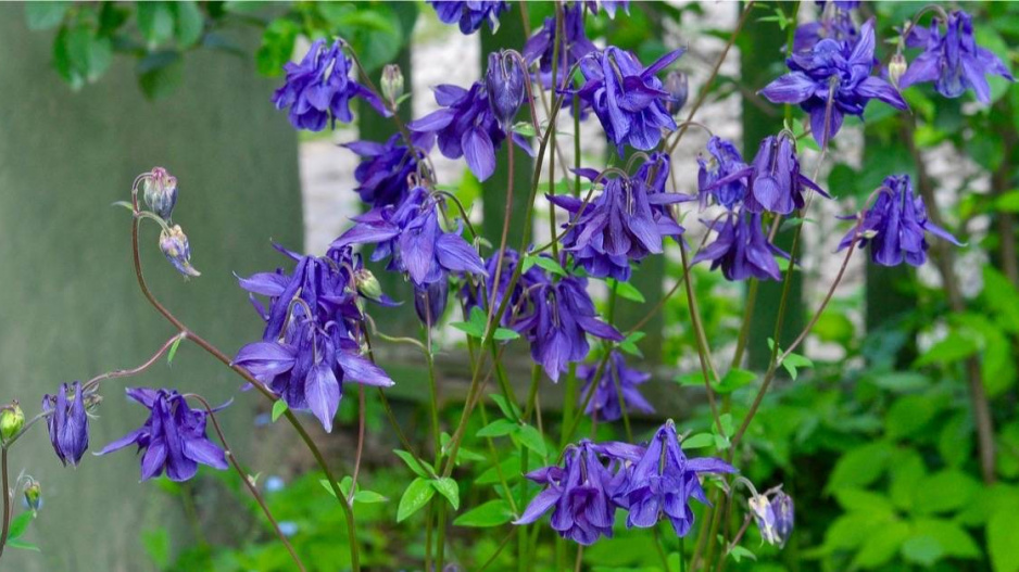 Orlíček obecný (Aquilegia vulgaris)