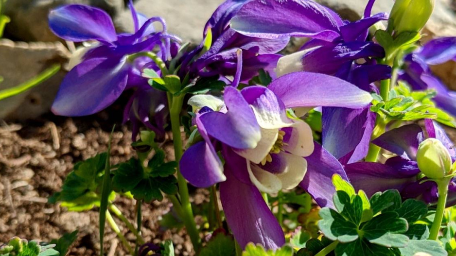 Orlíček vějířovitý (Aquilegia flabellata) 'Ministar'