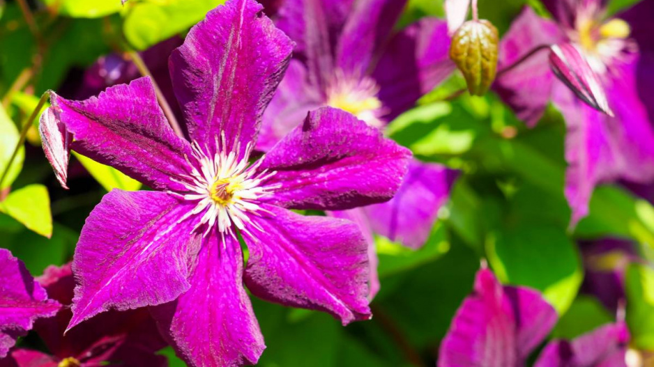 Plamének vlašský (Clematis viticella)