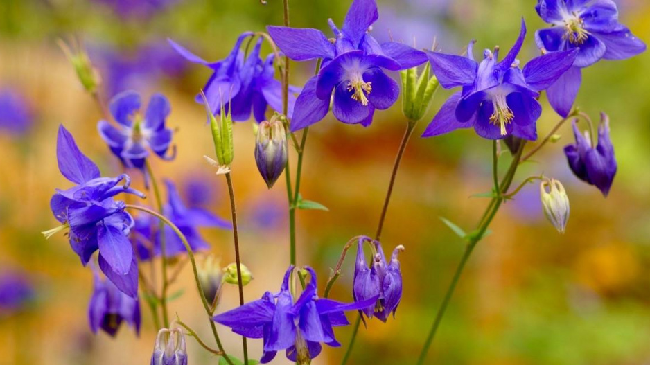 Orlíček obecný (Aquileia vulgaris)