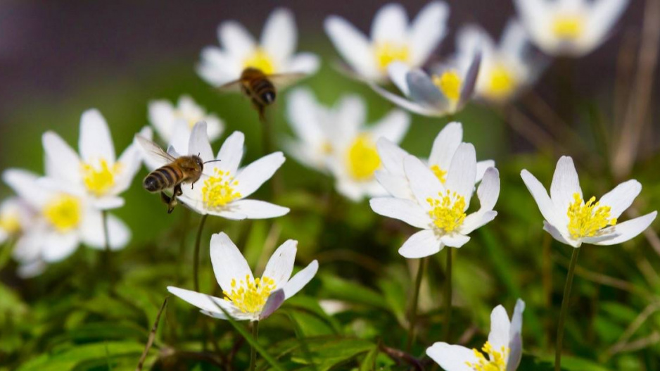 Sasanka hajní (Anemone nemorosa) 