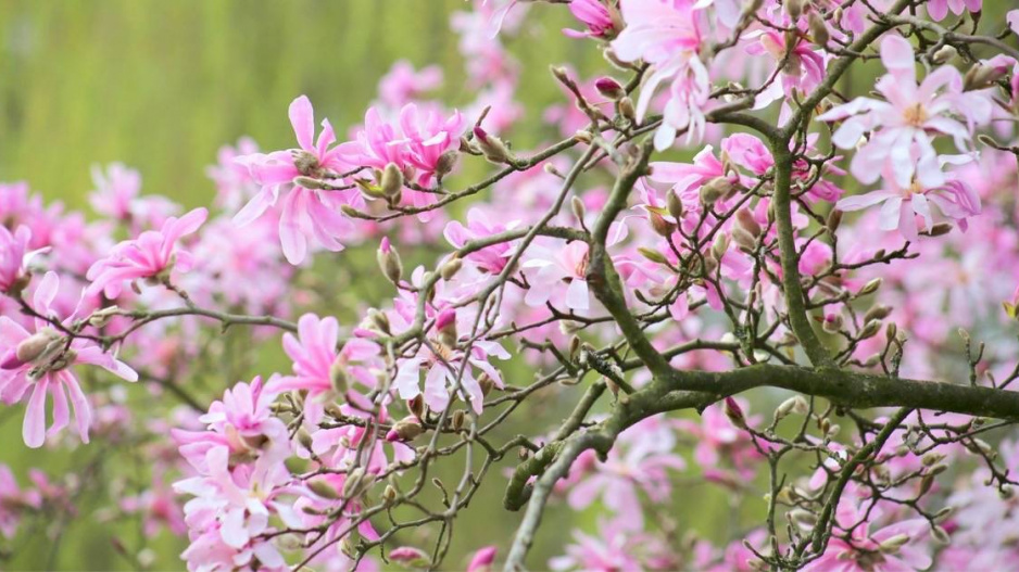 Odrůda ’Leonard Messel’ šácholanu Loebnerova (Magnolia loebneri)