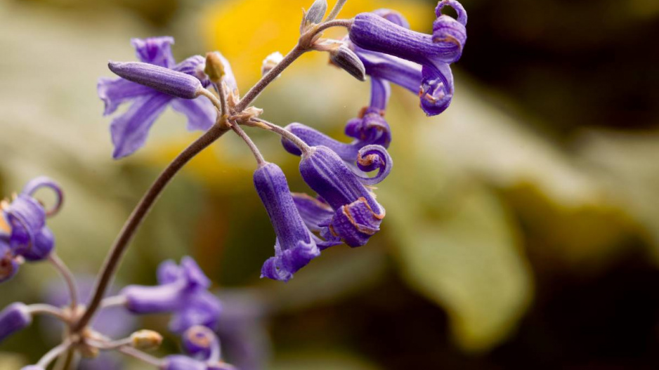 Plamének kopřivolistý (Clematis tubulosa)