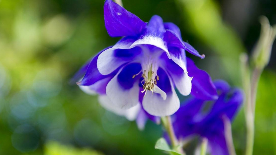 Orlíček velkokvětý (Aquilegia caerulea)