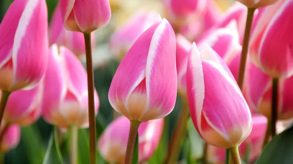 Tulipán 'Early Surprise' Tulipán 'Early Surprise'