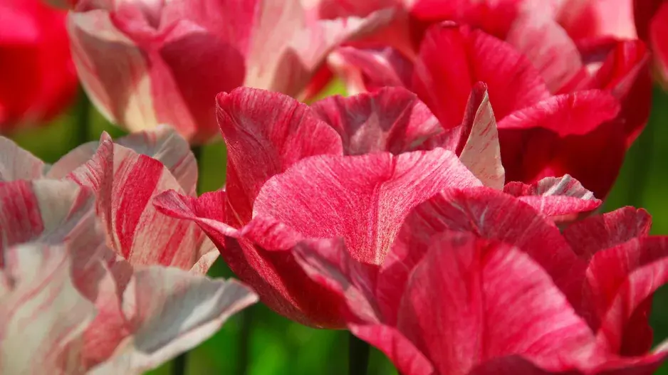 Tulipán 'Hemisphere' Tulipán 'Hemisphere'