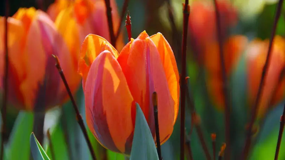 Tulipán 'Hermitage'® Tulipán 'Hermitage'®