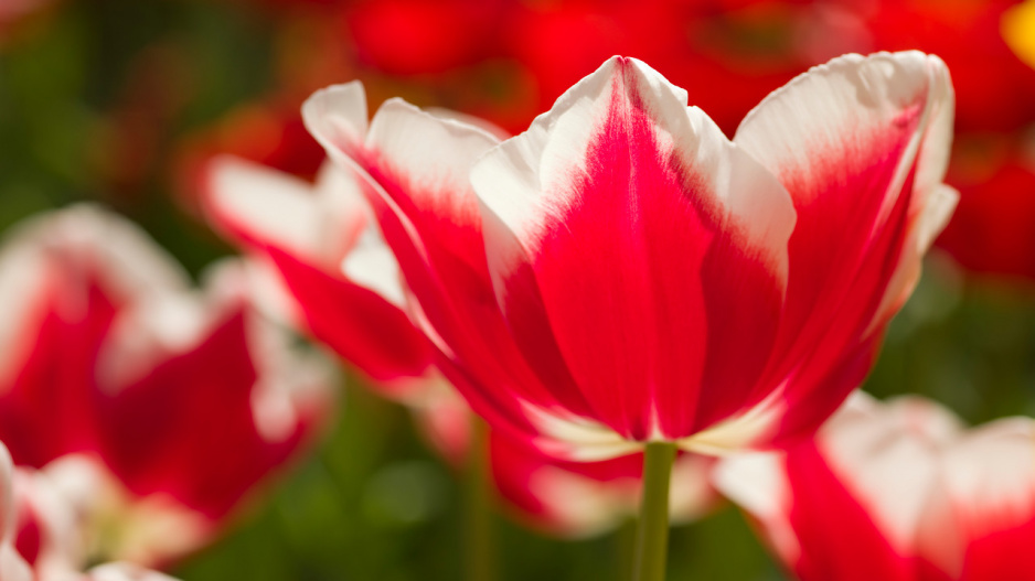 Tulipán 'Leen van der Mark'