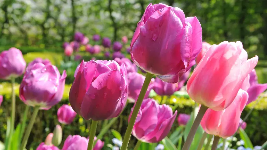 Tulipán 'Negrita'
