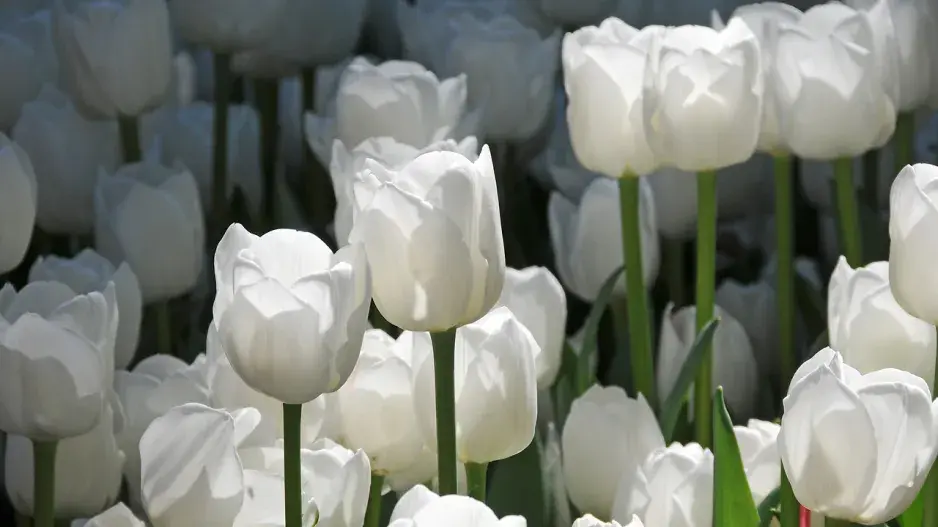 Tulipán 'Roelina' Tulipán 'Roelina'