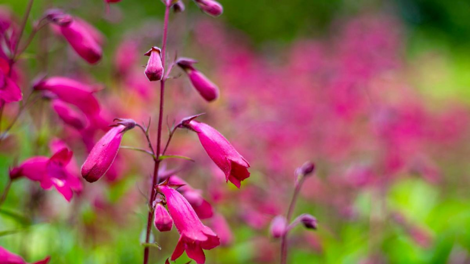 Květy dračíku (Penstemon)