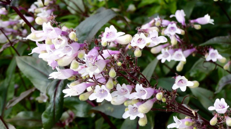 Květy dračíku (Penstemon digitalis)