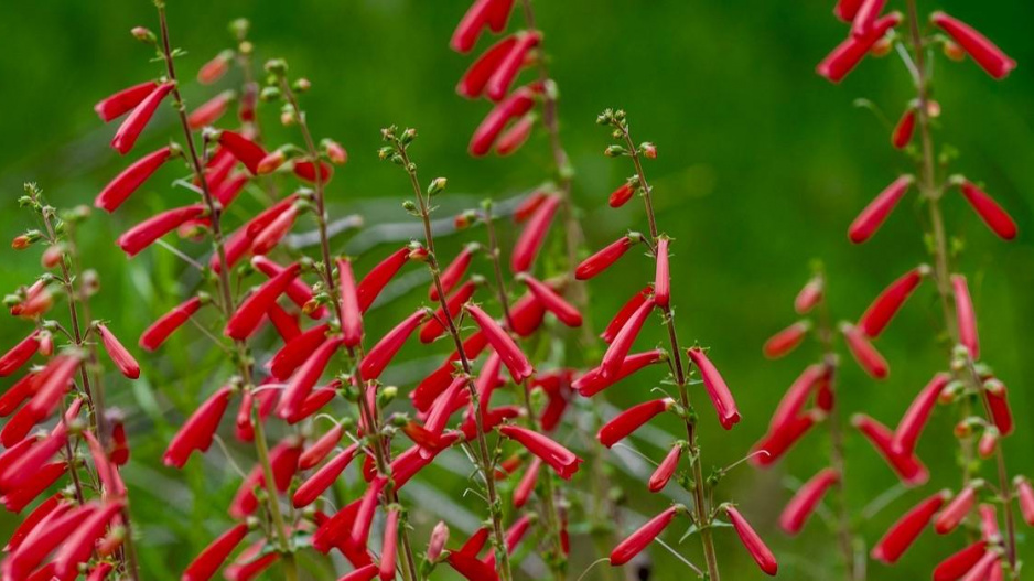 Červené květy dračíku (Penstemon utahensis)