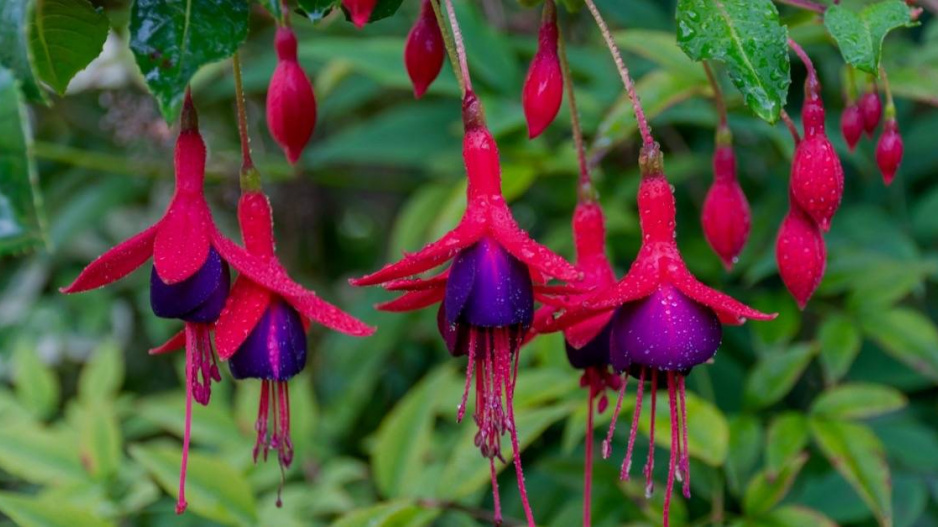 Fuchsie 'Tom Thumb'