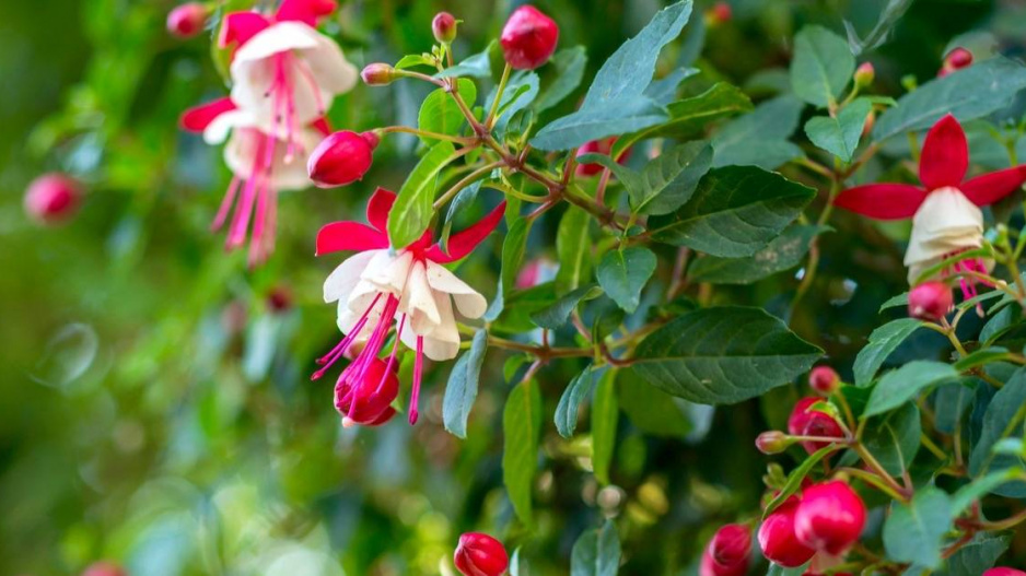 Fuchsie 'Alice Hoffman'