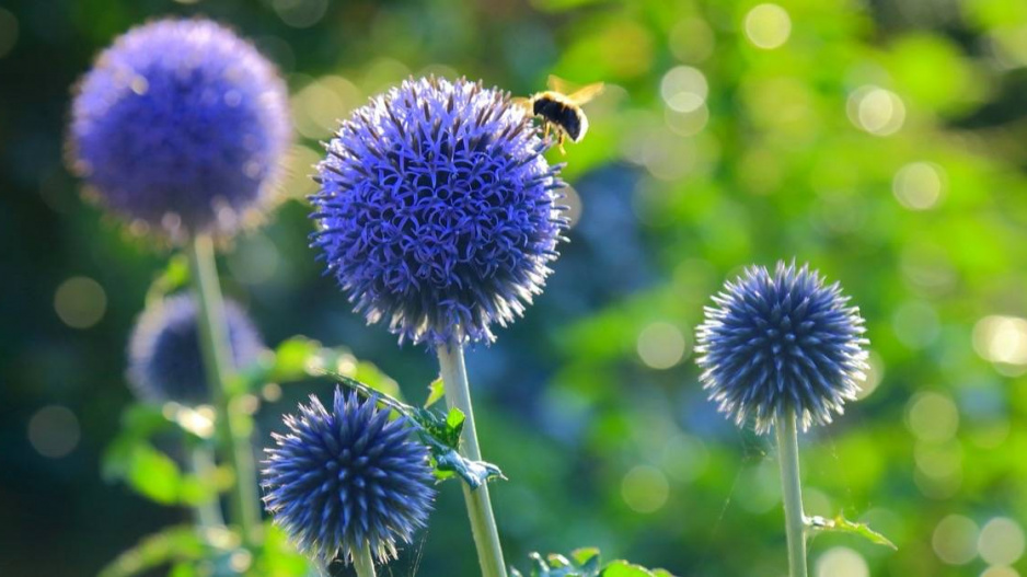 Květy bělotrnu (Echinops) a čmelák