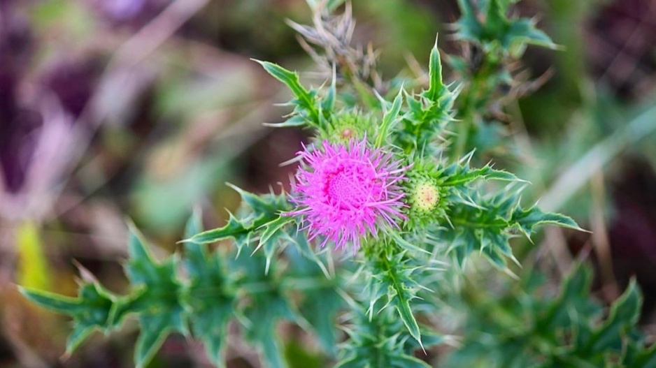 Ostropestřec mariánský (Silybum marianum)