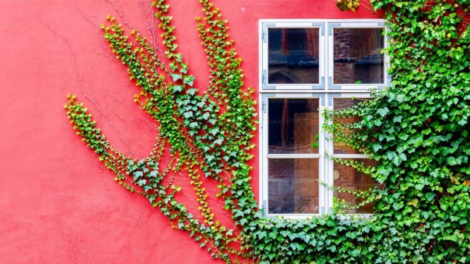 Zelený břečťan na červené zdi