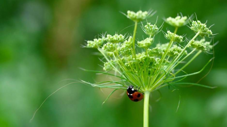 Pakmín větší (Ammi majus)