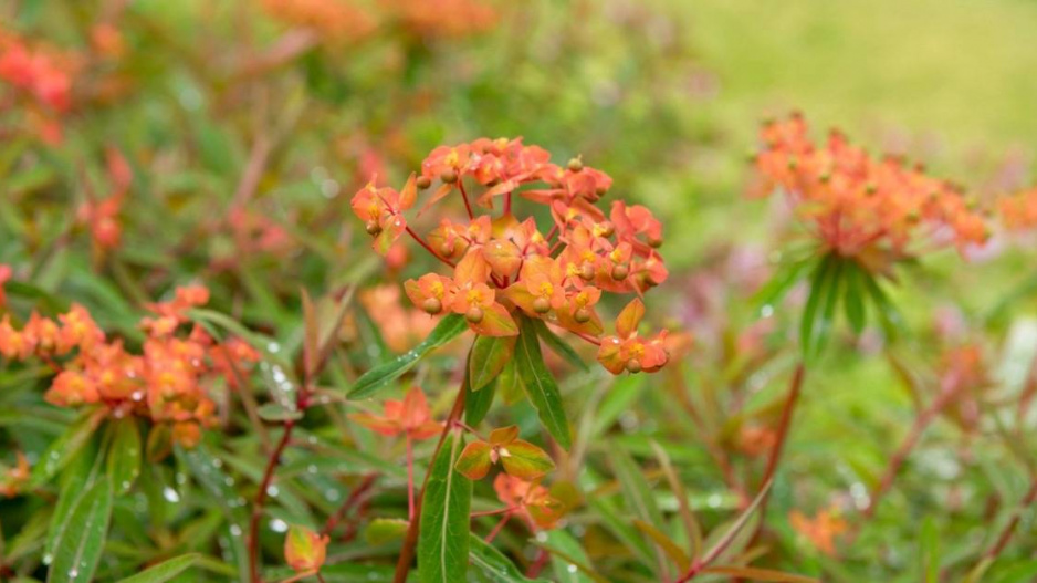 Pryšec Griffithův (Euphorbia griffithii) 