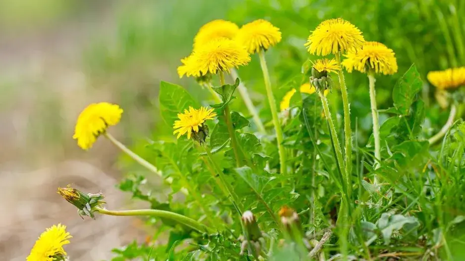 Smetanka lékařská