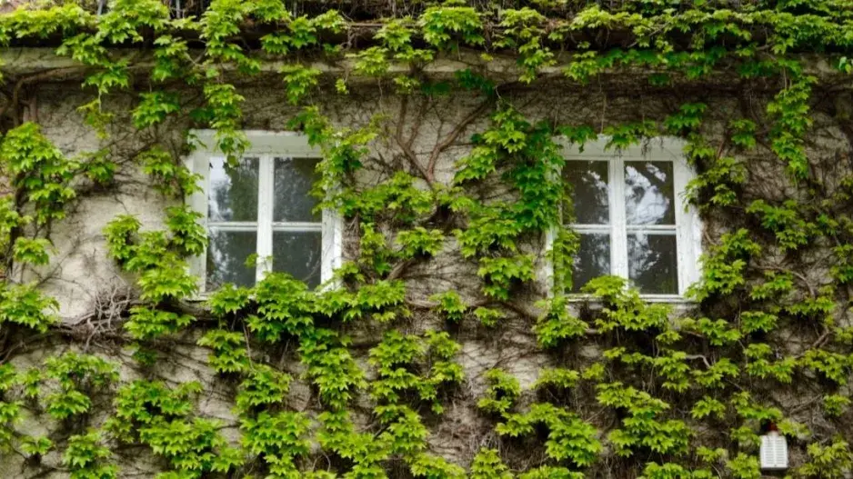 Přísavník na fasádě domu