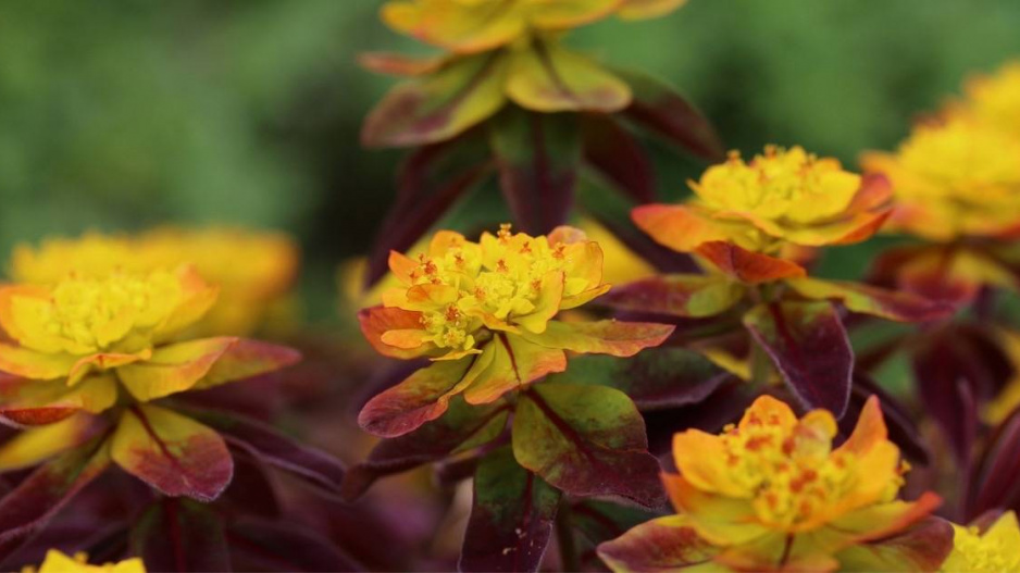 Pryšec mnohobarvý (Euphorbia polychroma) 'Bonfire'