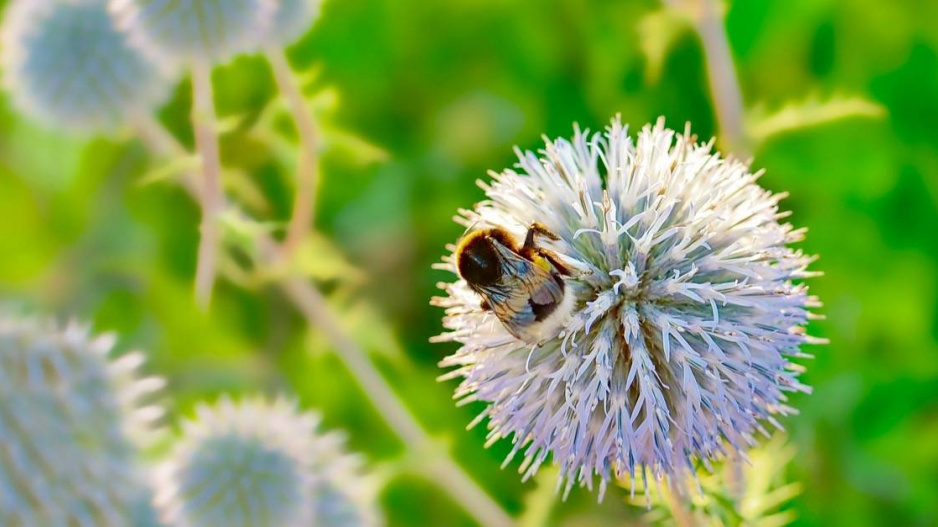 Bělotrn kulatohlavý (Echinops)